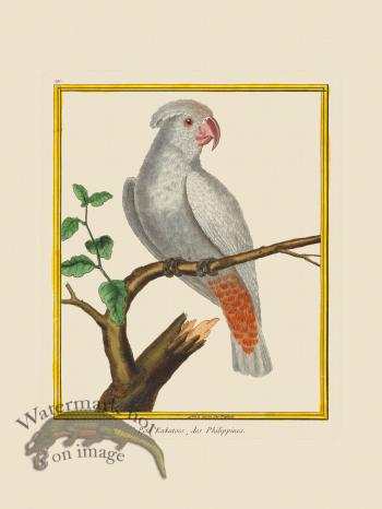 Martinet Bird 191